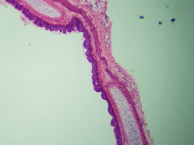 Pseudostratified Epithelium Slides - Pseudostratified Epithelium 05 40X